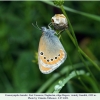 coenonympha leander male3 daghestan